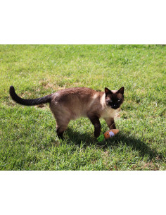BRNX JUGUETE GATO MAXI ZANAHORIA 13 CM 2