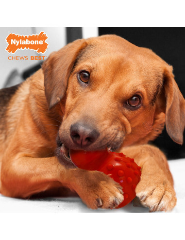 NYLABONE STRONG CHEW CONO 3 EN 1: RELLENABLE CONGELABLE SABOR TOCINO(TALLA L)