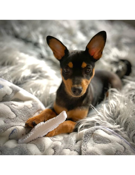 NYLABONE MORDEDORES EXTREMOS DISEÑO DINO TALLA XS