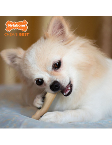 NYLABONE DURABLE CHEW 2 UNIDADES TALLA XS